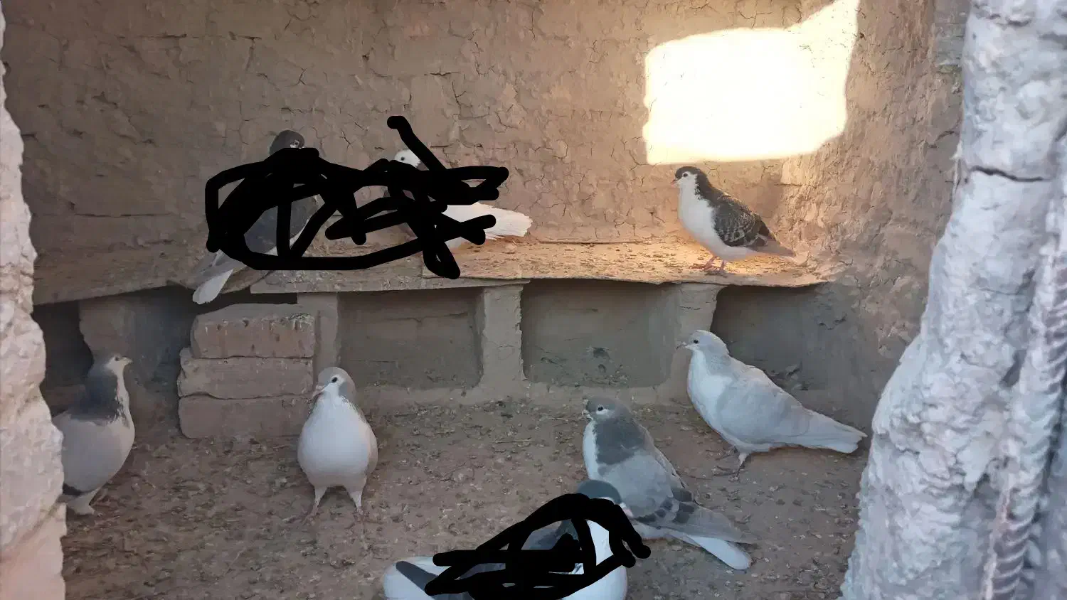 کفتر سده،ساده فروشی دونه ۲۵۰ت|پرنده|اسفراین, |دیوار