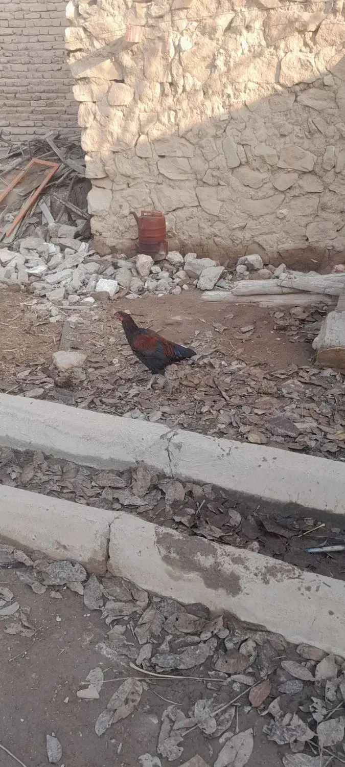 مرغ وخروس|حیوانات مزرعه|شاهین دژ, |دیوار