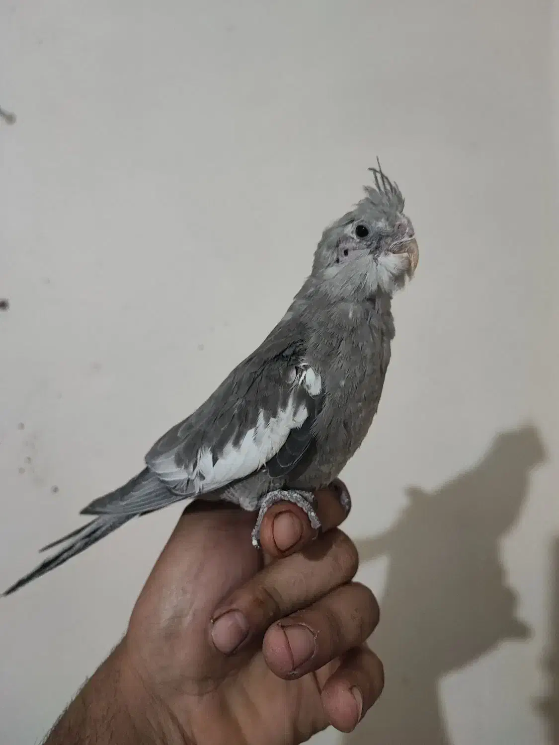 جوجه عروس هلندی وایت فیس|پرنده|دورود, |دیوار