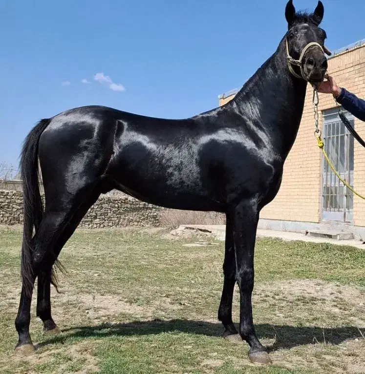 اسب آخال ایرانی با مدرک فدراسیونی|اسب و تجهیزات اسبسواری|مشهد, پایگاه شکاری|دیوار