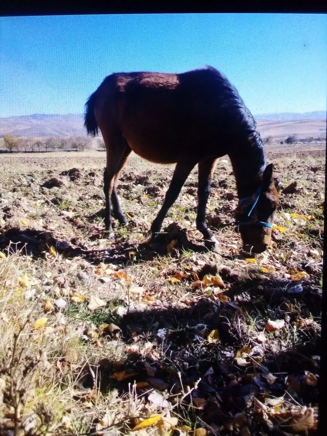 اسب|اسب و تجهیزات اسب‌سواری|اردبیل, |دیوار