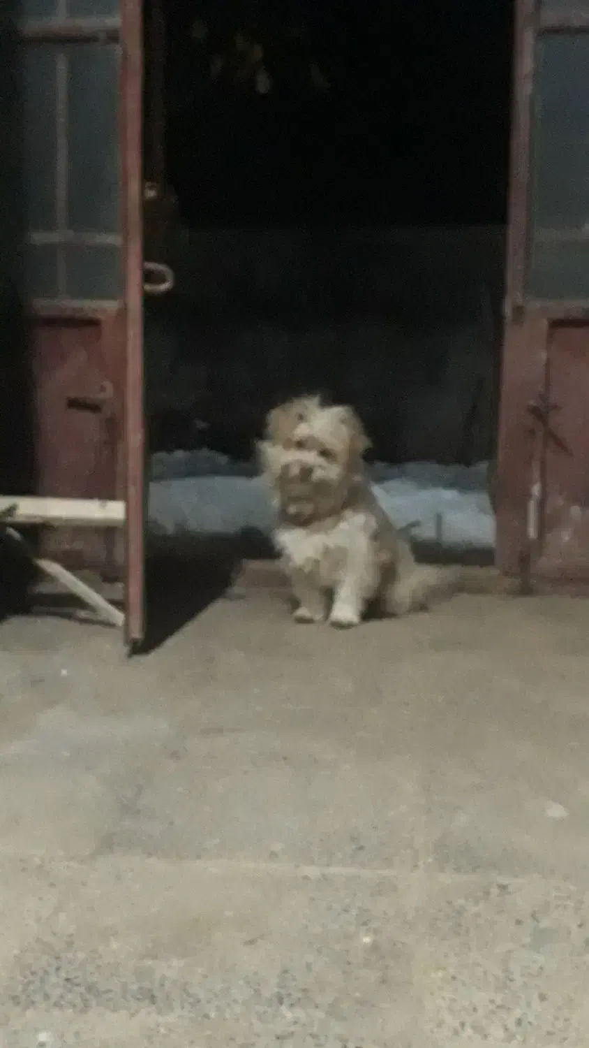 سگ پاکوتا|سگ|فارسان, |دیوار