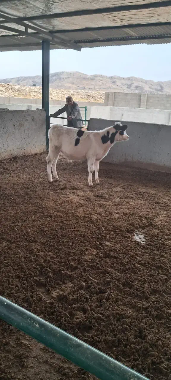 گوساله سیمینتال اصل درجه 1|حیوانات مزرعه|لالی, |دیوار