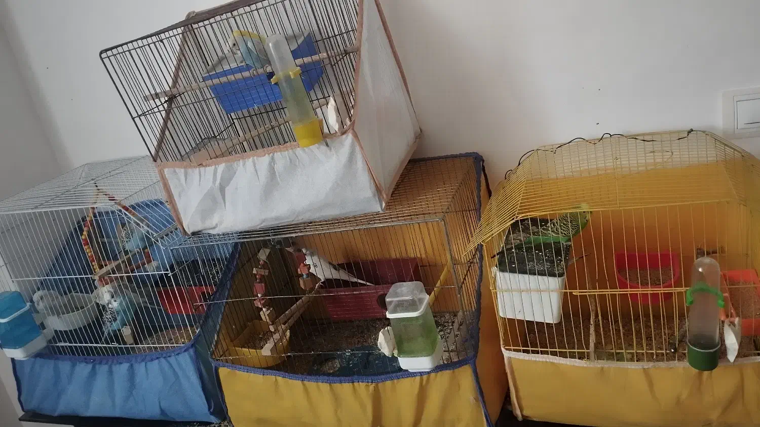 مرغ عشق|پرنده|خوانسار, |دیوار