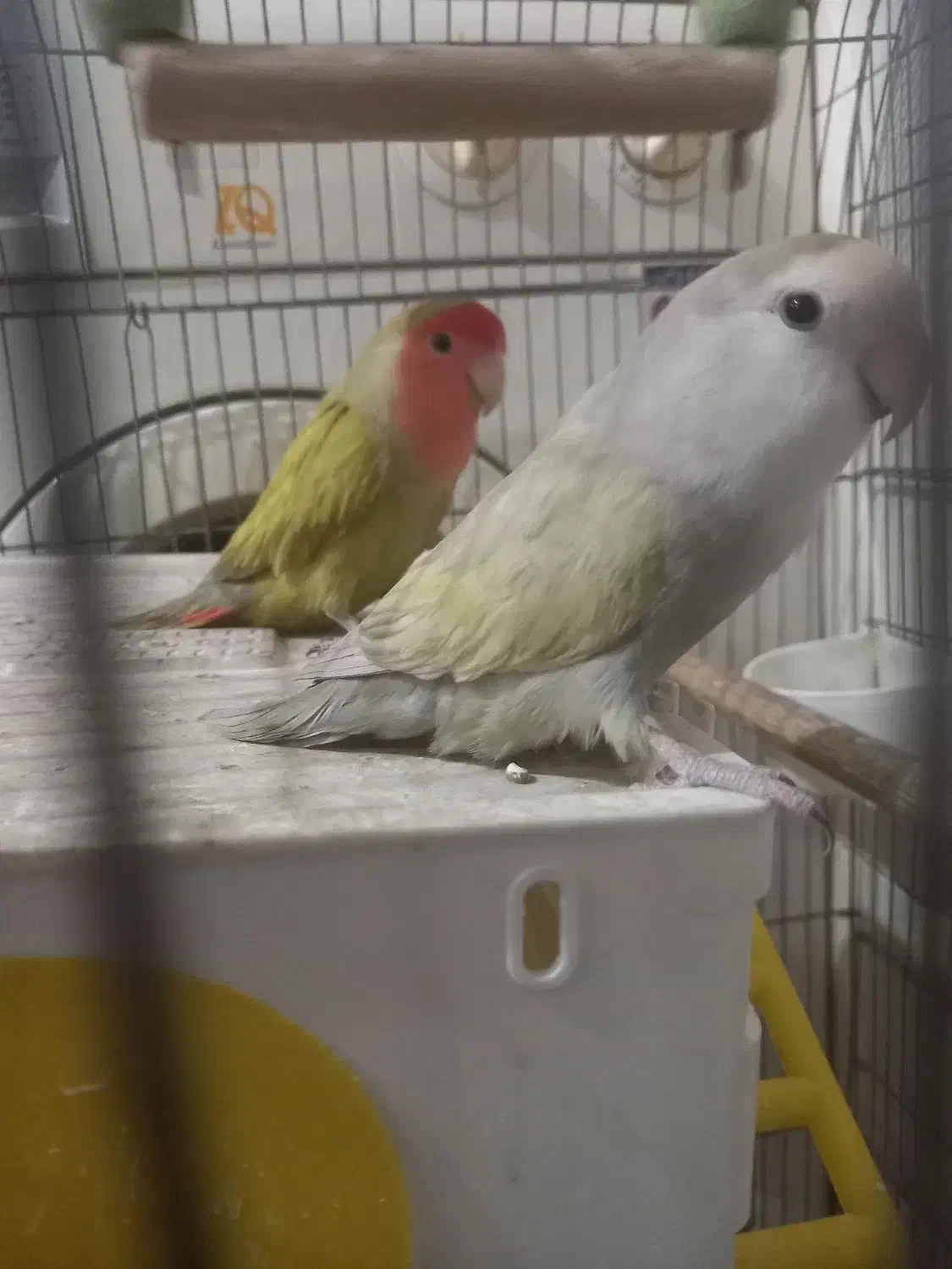 طوطی برزیلی|پرنده|کرج, گلشهر|دیوار