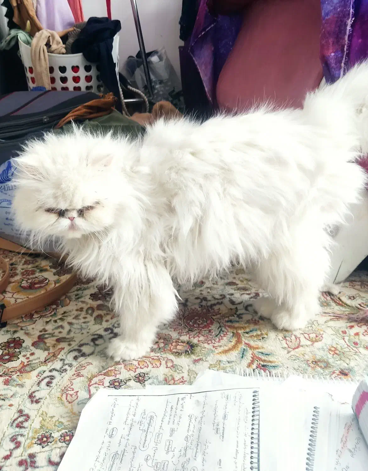 گربه پرشین|گربه|رفسنجان, |دیوار