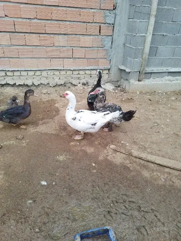 اردک خارجی|حیوانات مزرعه|گمیشان, |دیوار