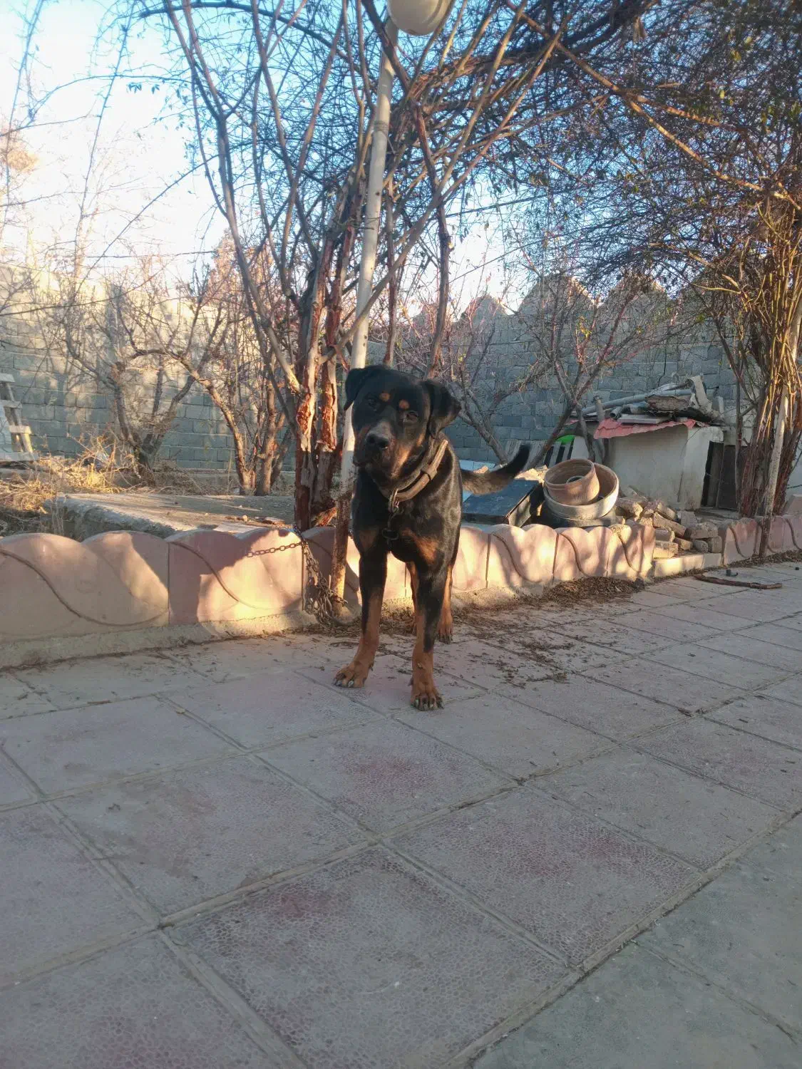 سگ نگهبان|سگ|شهریار, دهشاد پائین|دیوار