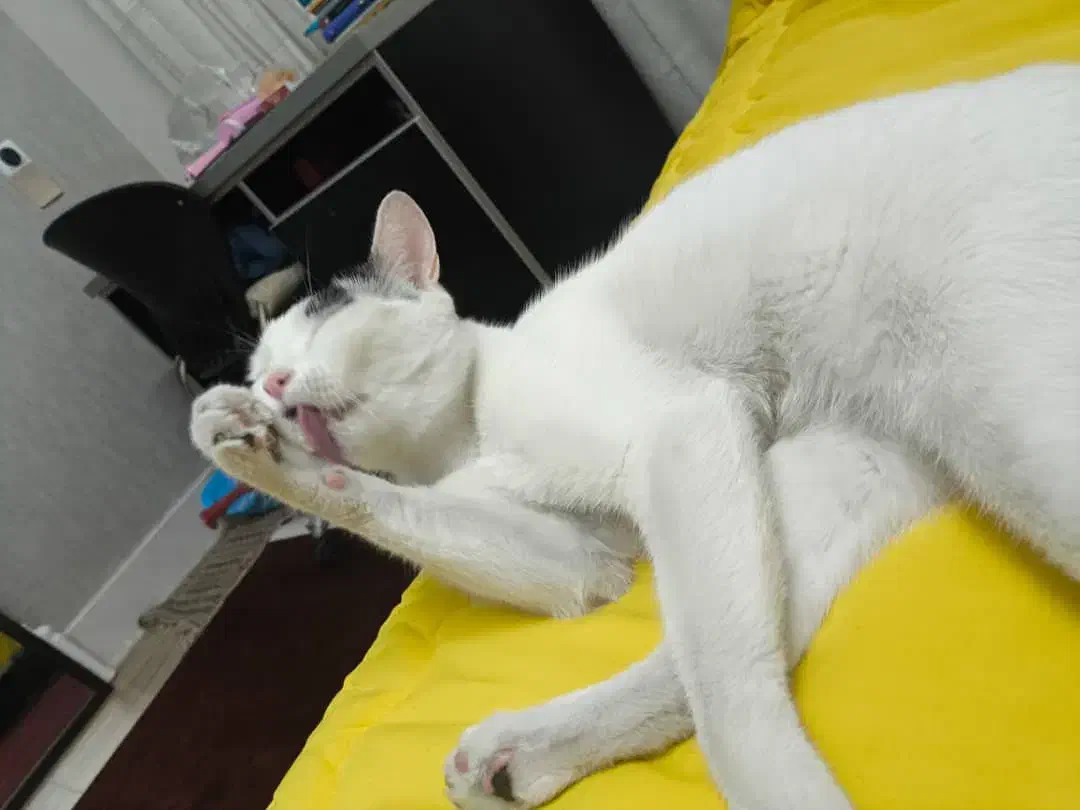 گربه رایگان|گربه|کرج, مهرویلا شمالی|دیوار