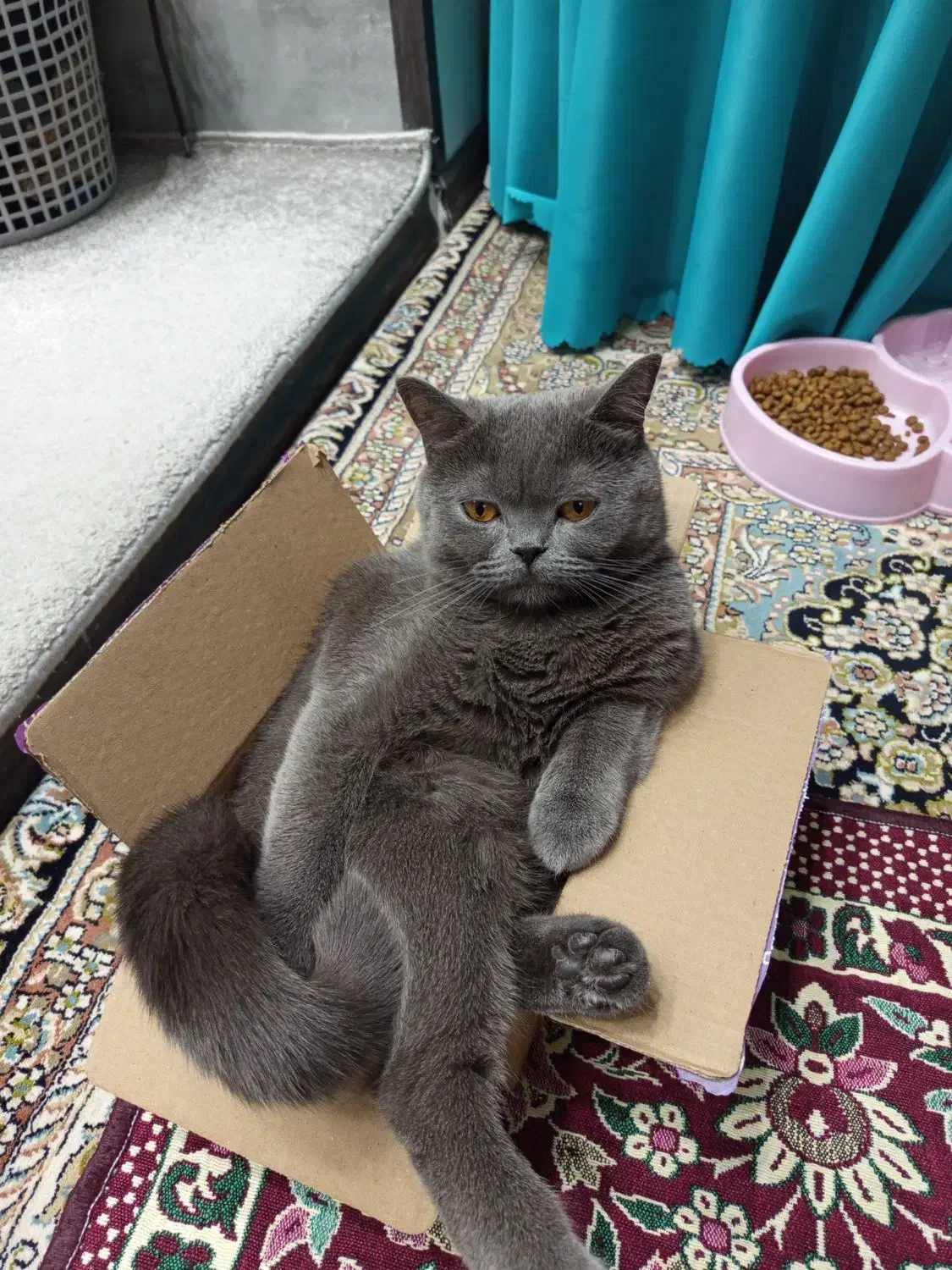 بیریتیش شجره دار|گربه|مشکین‌دشت, |دیوار