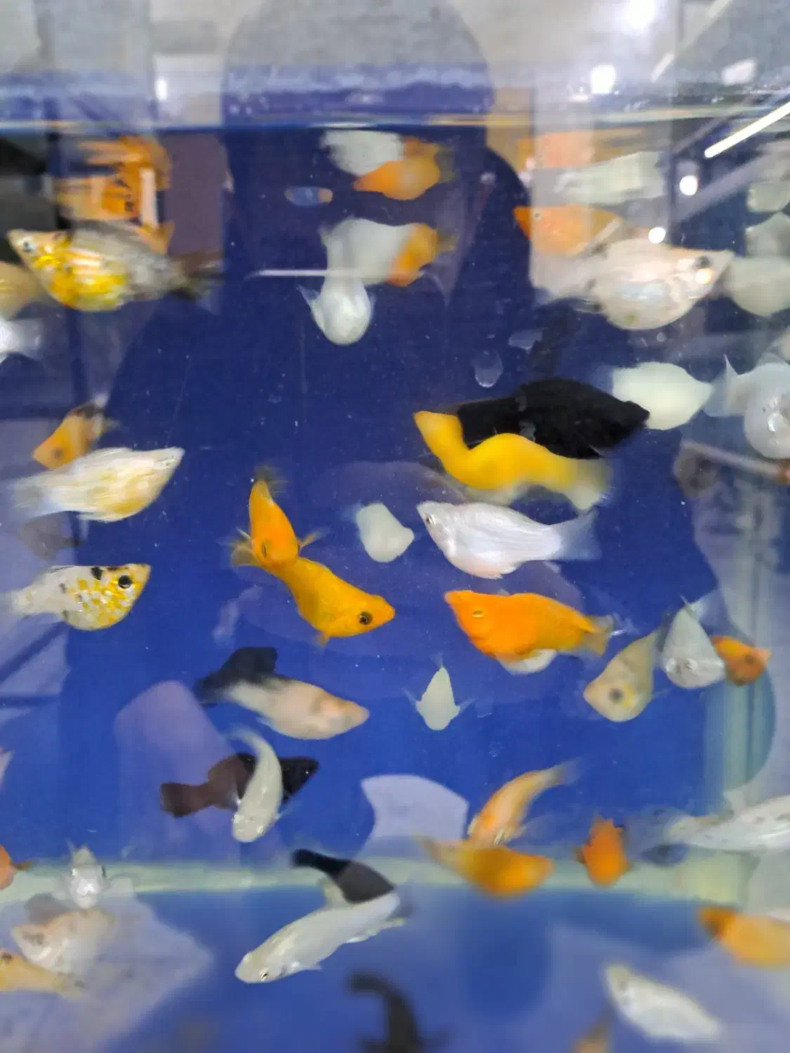 فروش انواع ماهیان اکواریومی|ماهی|کرج, فاز ۳ گوهردشت|دیوار