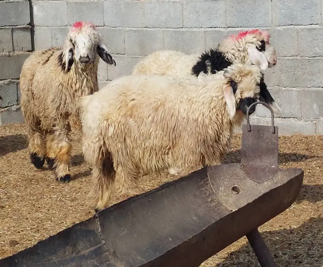 بره شیرازی بختیاری مچ قلم دار پوز عقابی|حیوانات مزرعه|منوجان, |دیوار