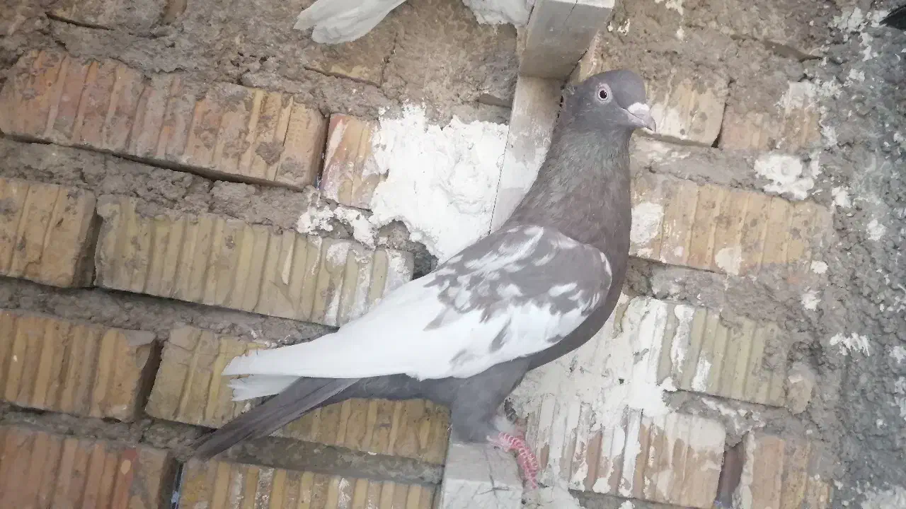 کبوتر یا کفتر|پرنده|مرودشت, ابوذر شمالی|دیوار