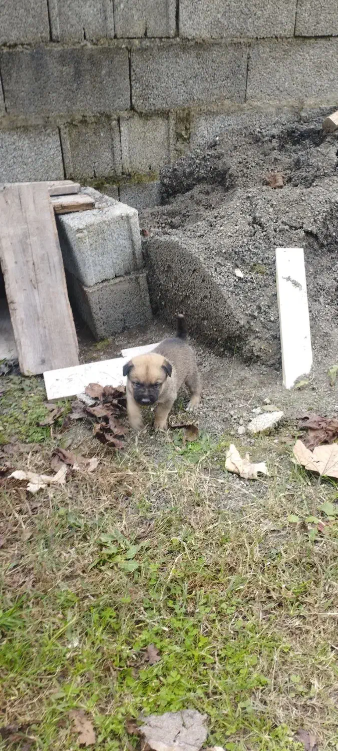 سگ محلی|سگ|اسالم, |دیوار