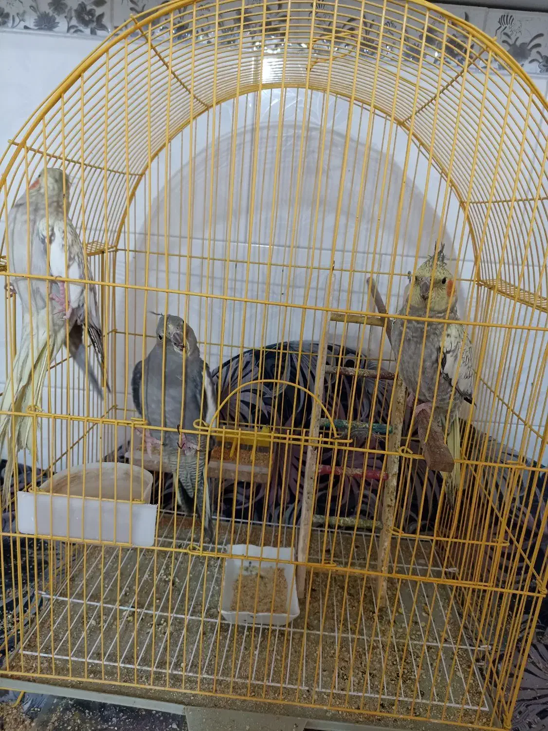 عروس هلندی|پرنده|نقده, |دیوار