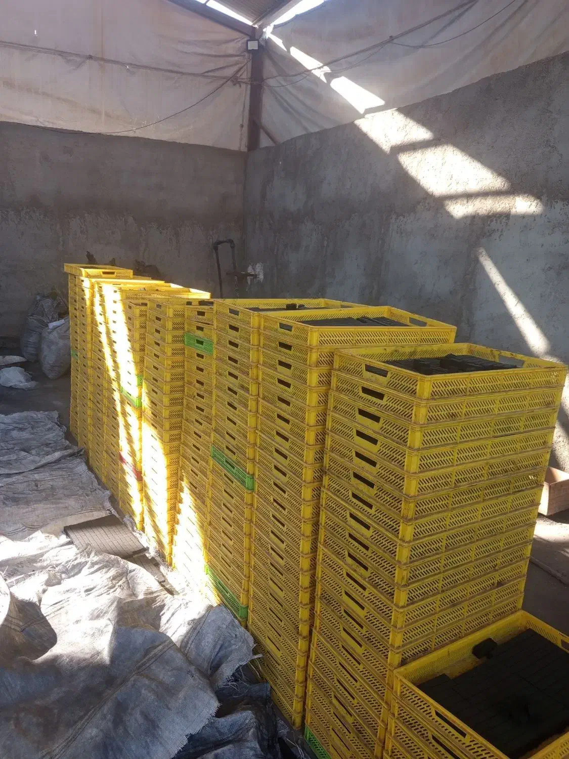 زغال حبه درج یک|عمده‌فروشی|برخوار, |دیوار