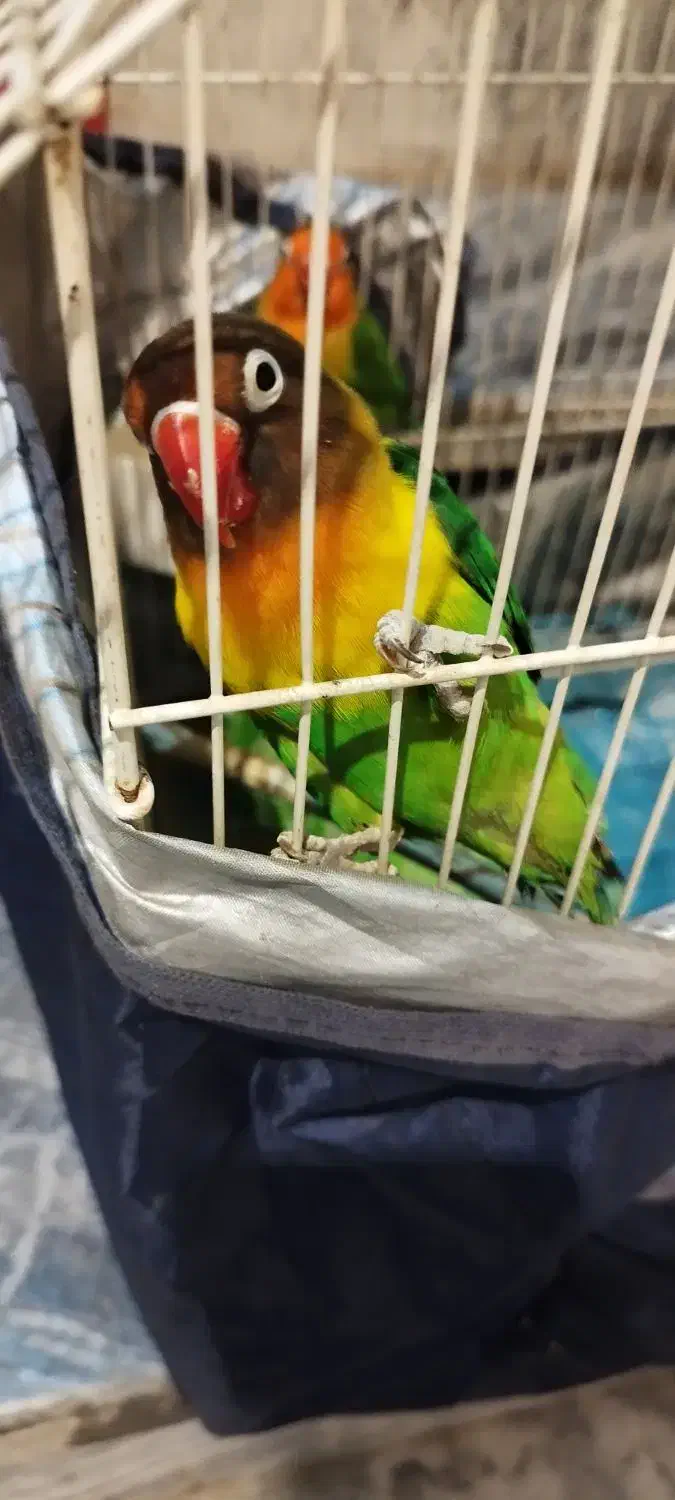 طوطی|پرنده|کوهدشت, |دیوار