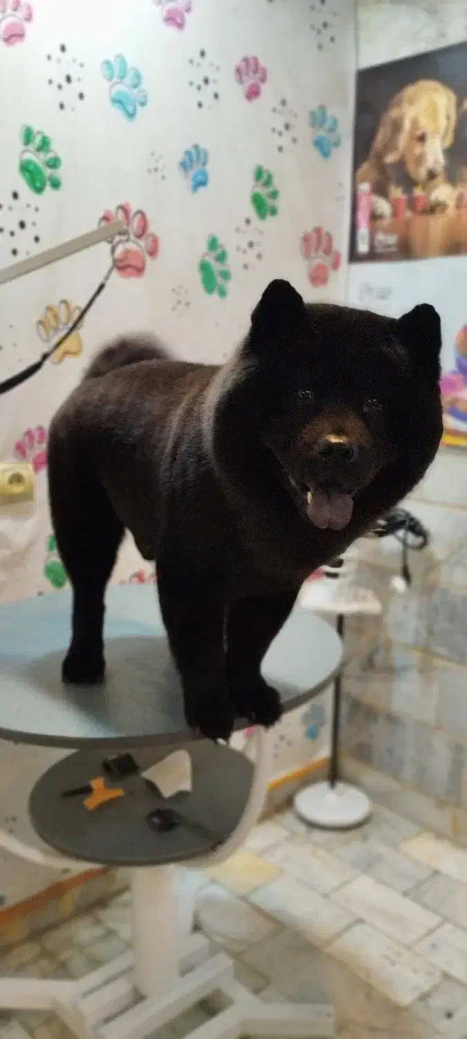 سگ خانگی|سگ|کرج, حیدرآباد|دیوار