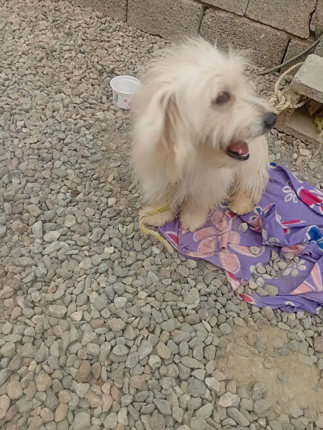 سگ خانگی تمیز وسالم|سگ|میناب, |دیوار