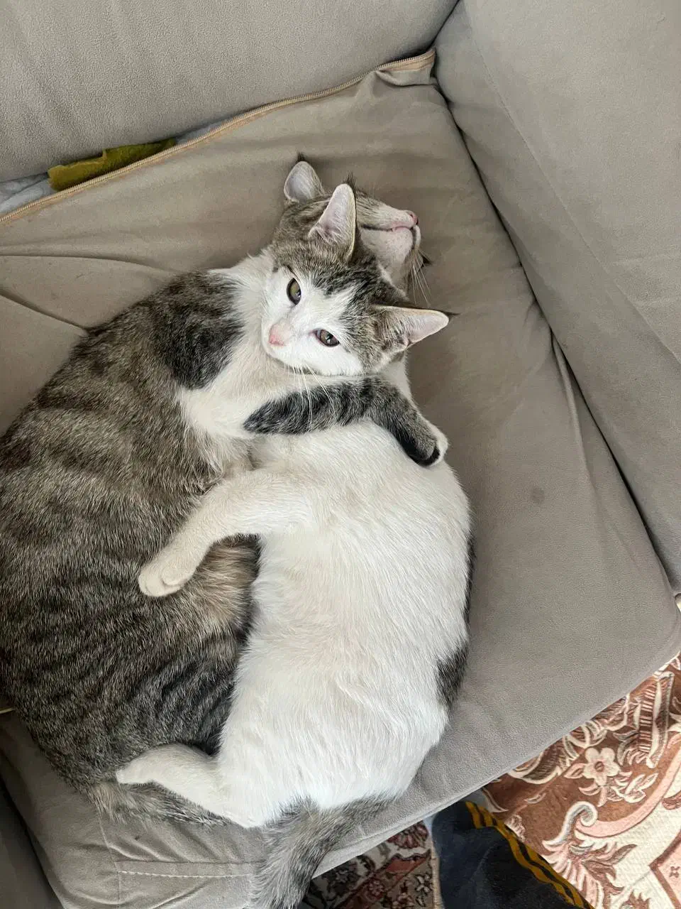 واگذاری رایگان بچه گربه خونگی|گربه|بیرجند, |دیوار