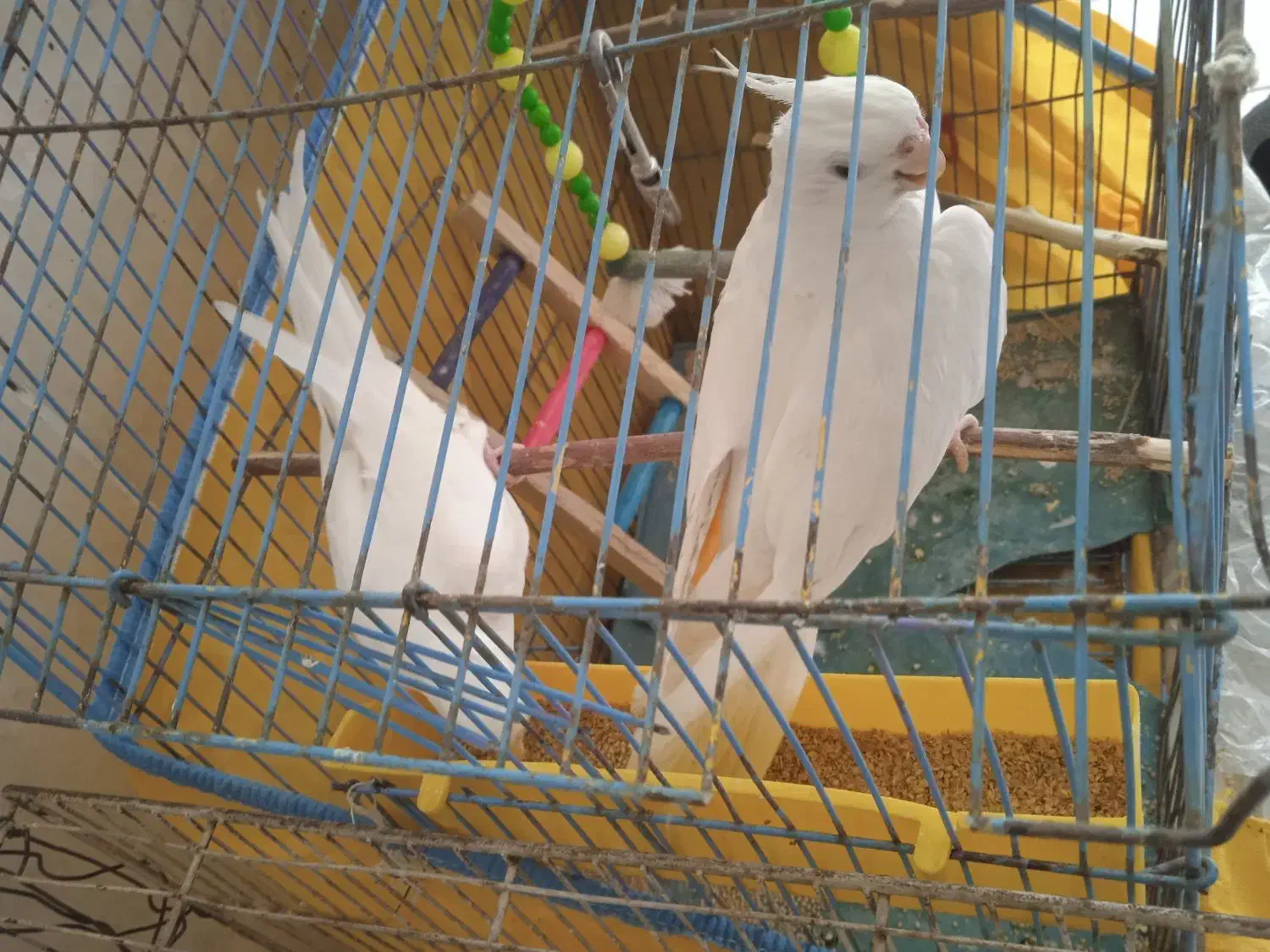 یک جفت عروس هلندی آلبینو|پرنده|کهنوج, |دیوار