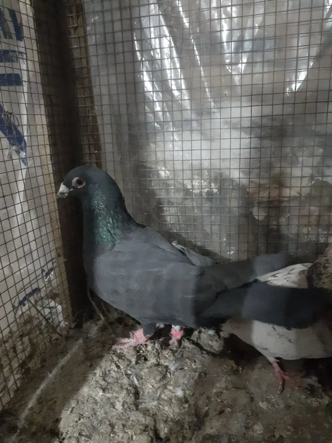 کفتر شهرستانی|پرنده|بومهن, |دیوار