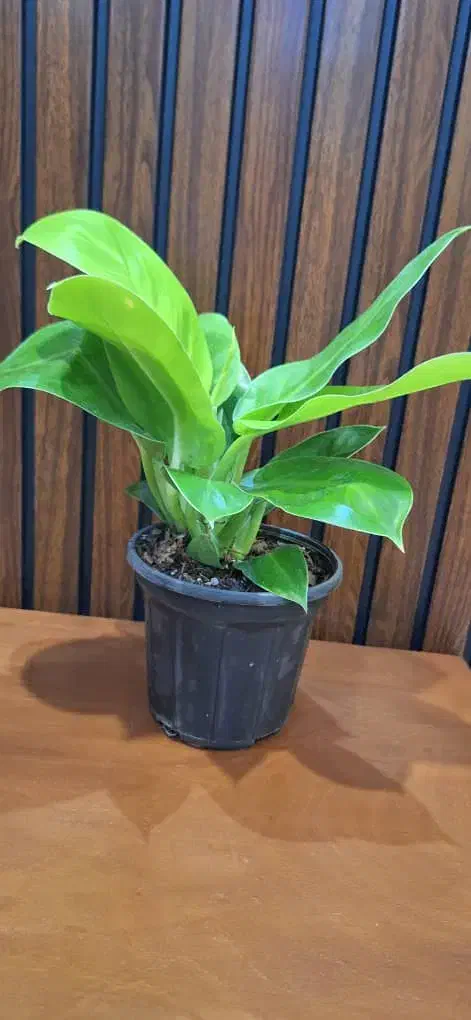 حراج گیاه آپارتمانی طبیعی|گل و گیاه طبیعی|اهواز, آریاشهر|دیوار