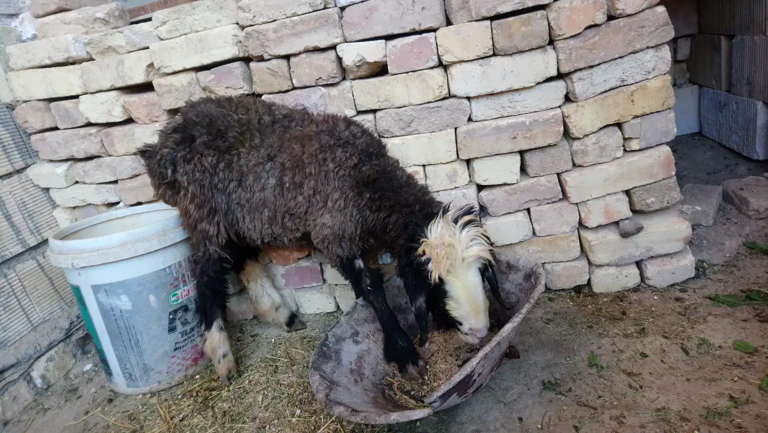 بره شیری ماده|حیوانات مزرعه|دهق, |دیوار