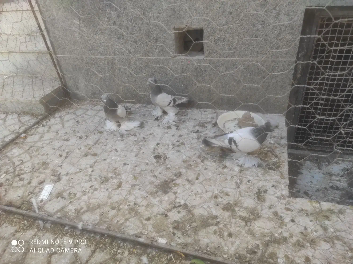 کبوتر|پرنده|عجب شیر, |دیوار