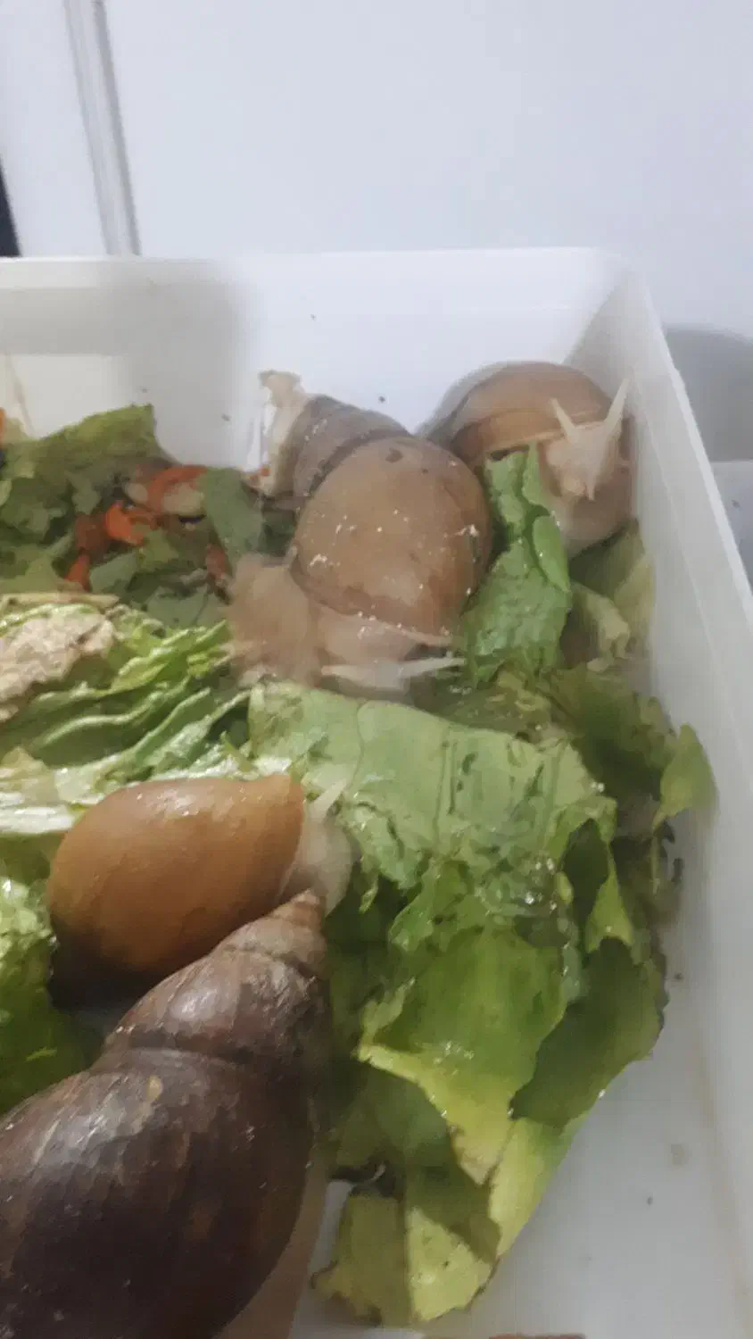 حلزون آلبینو|خزنده|اندیشه, اندیشه فاز ۱|دیوار