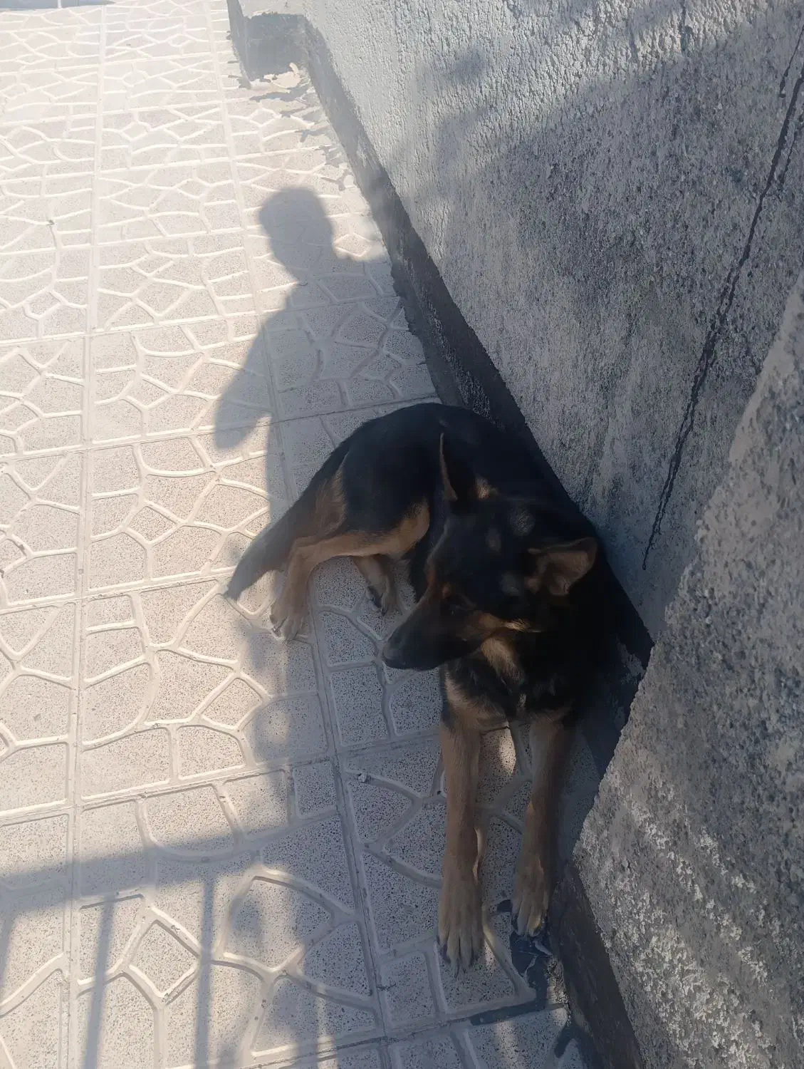 سگ ژرمن فروش یا معاوضه|سگ|دماوند, دماوند|دیوار