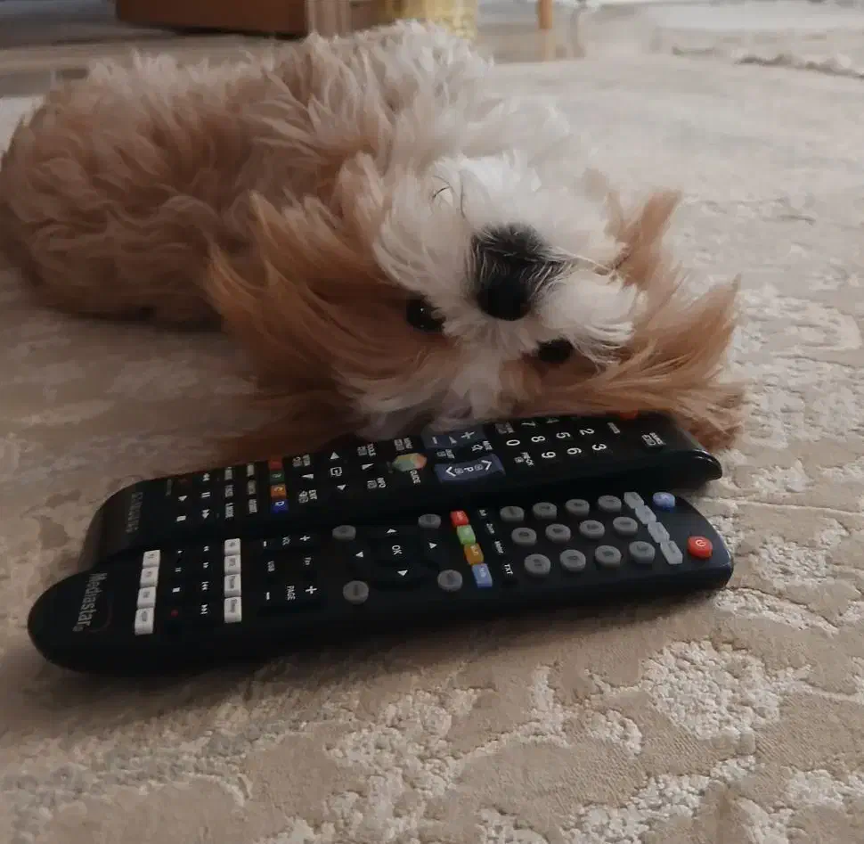 سگ شیطون|سگ|رودهن, |دیوار