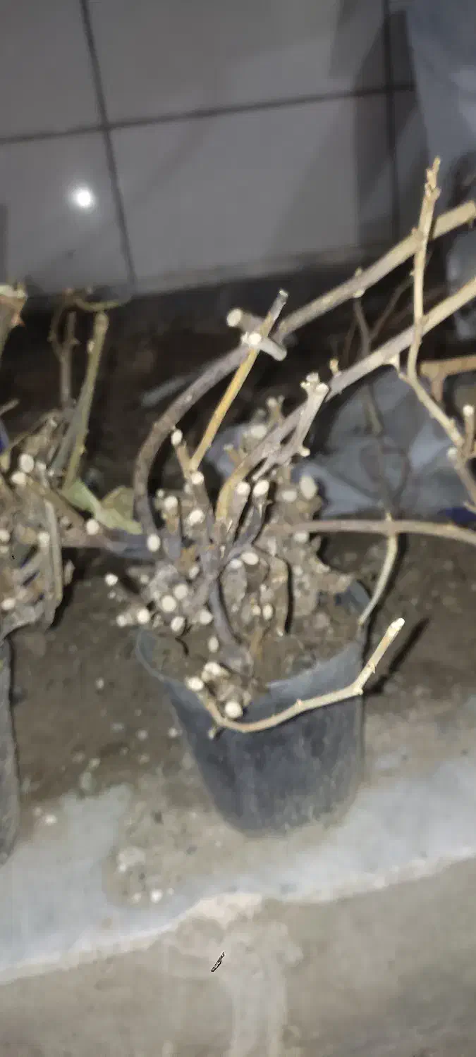 تنه رز|گل و گیاه طبیعی|بیرجند, |دیوار