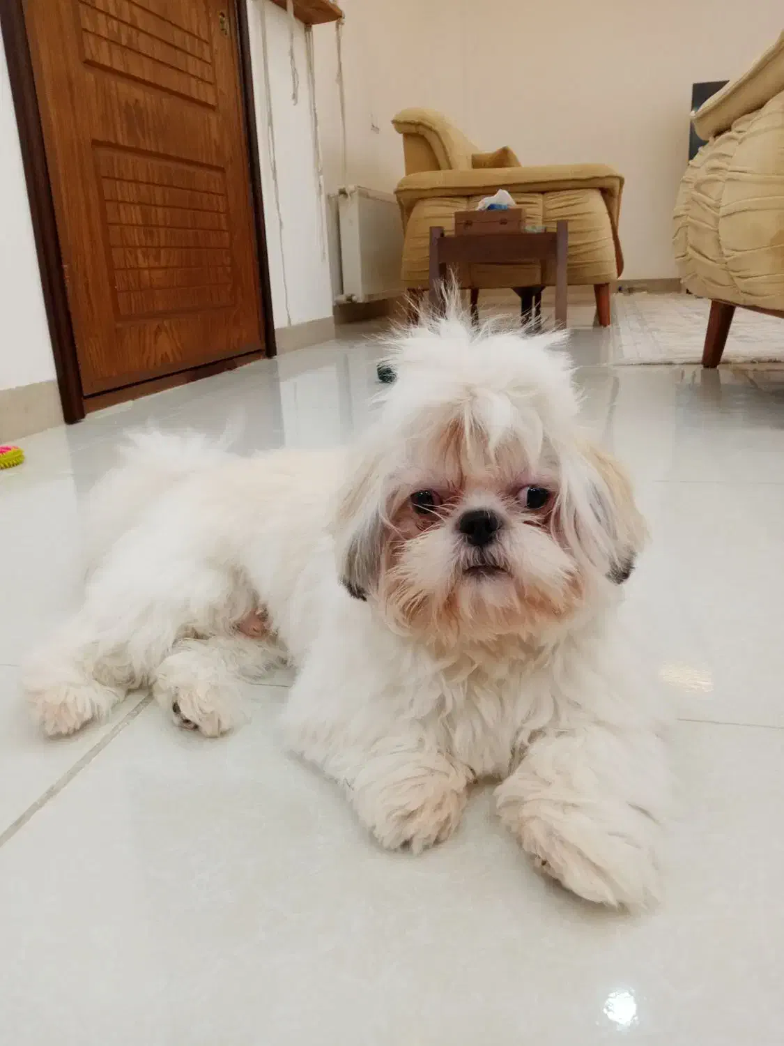 سگ شیتزو سوپر فلت|سگ|لنگرود, |دیوار