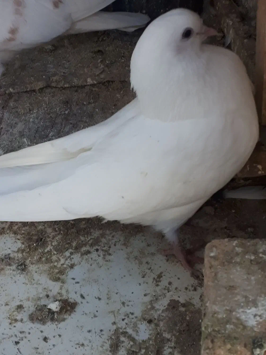 کفتریا کبوتر|پرنده|جوادآباد, |دیوار