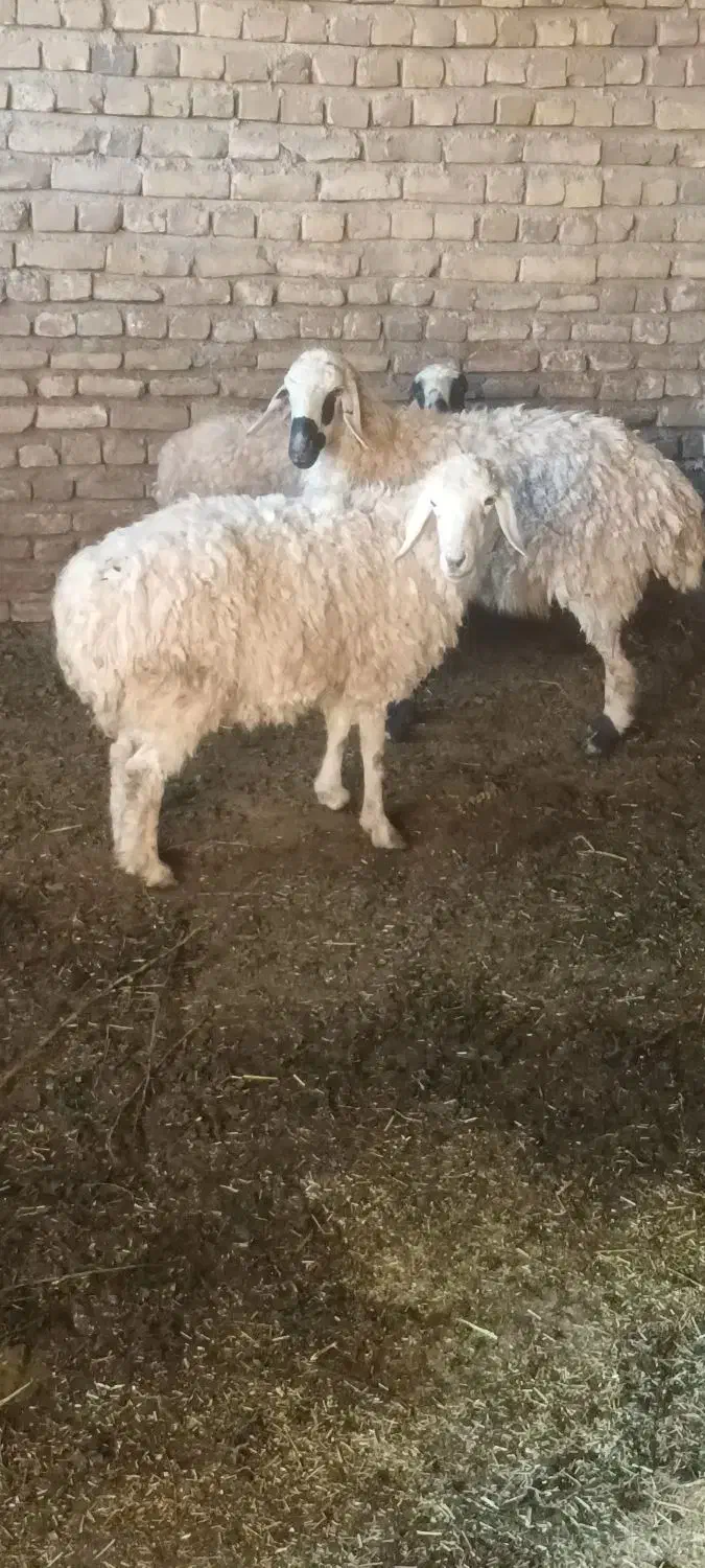 میش اوست بره بز|حیوانات مزرعه|تربتحیدریه, کوی شهید احمدزاده ملکی|دیوار