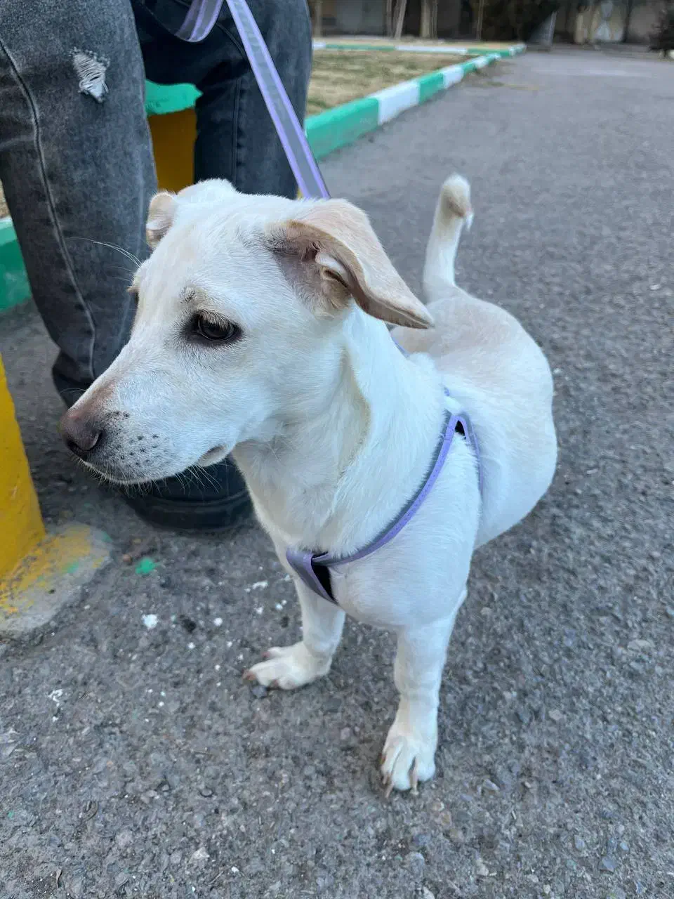 سگ نژاد میکس اشپیتز جک راسل|سگ|کرمان, |دیوار