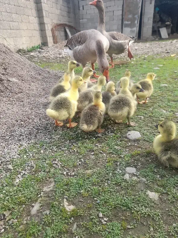 غاز بچه فقط ۳۵۰ تومن|حیوانات مزرعه|فومن, |دیوار