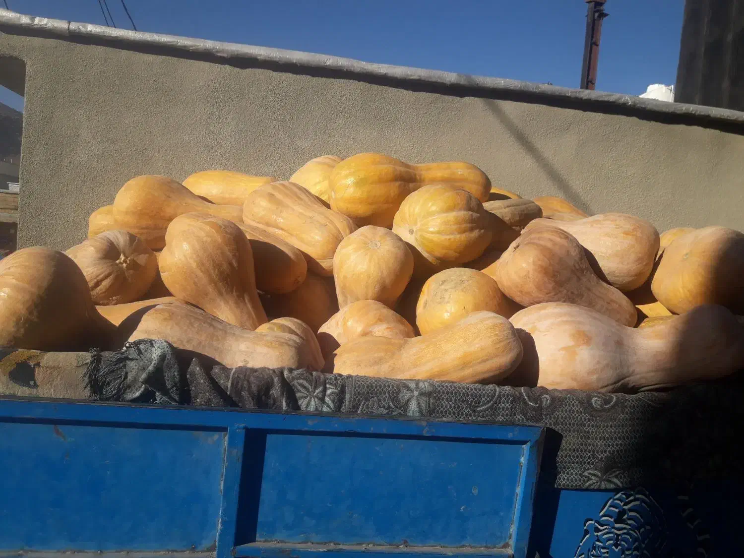 کوله که محلی درجه یک|خوردنی و آشامیدنی|بانه, |دیوار