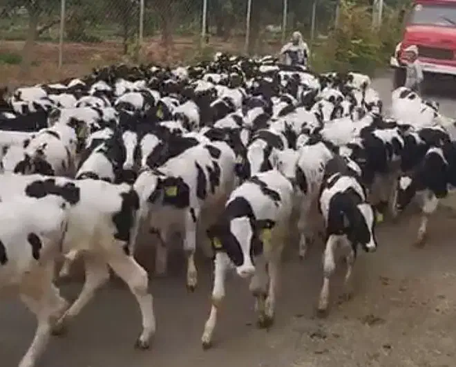 فروش 100راس گوساله نر سیمینتال وهلشتاین|حیوانات مزرعه|سیوان, |دیوار