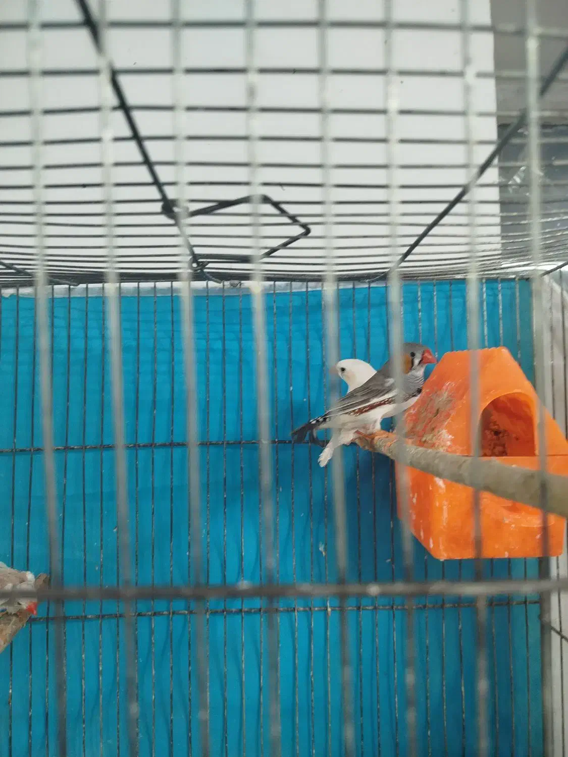 سه عدد فنچ|پرنده|مشهد, کارمندان دوم|دیوار