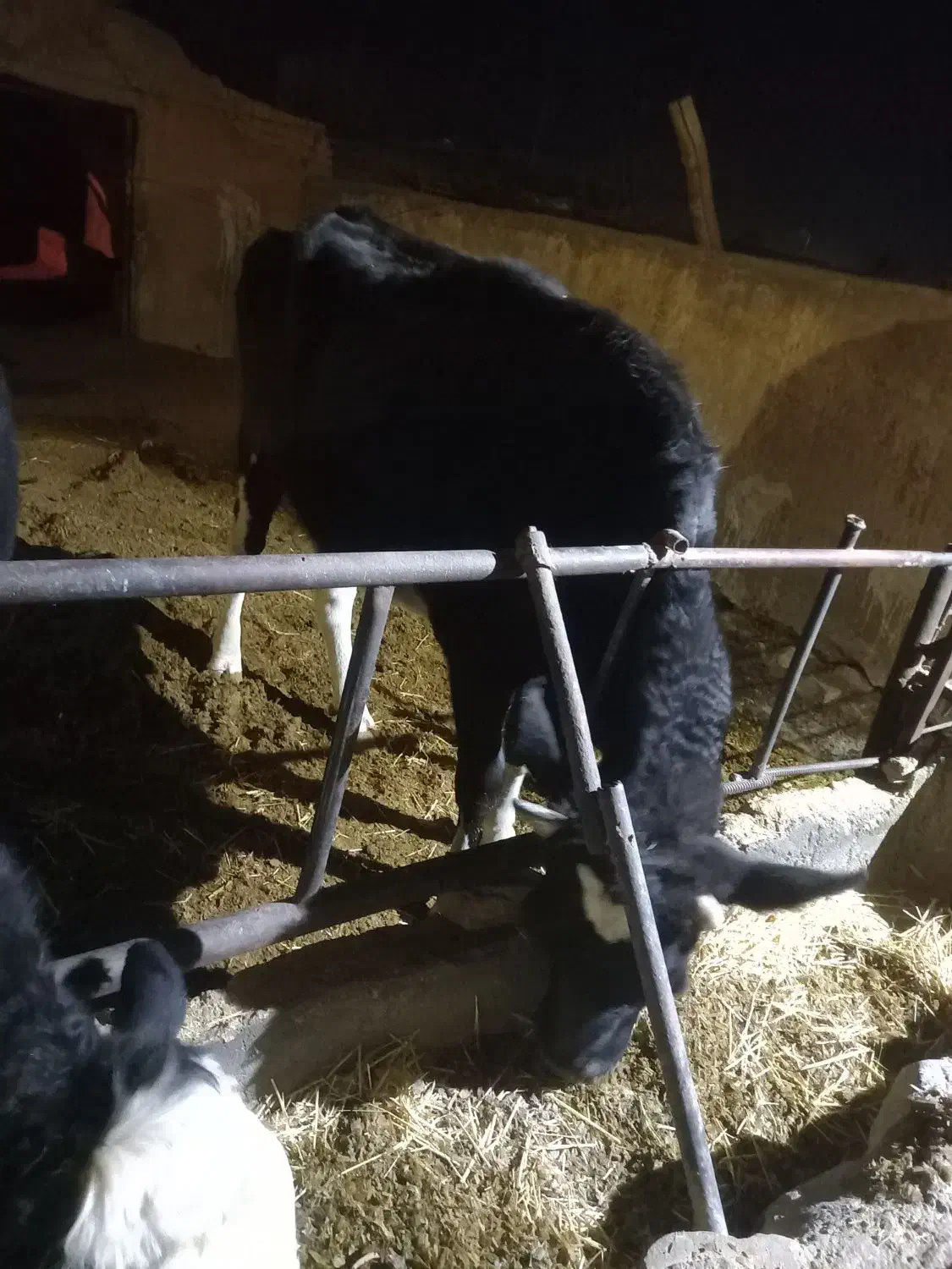 گاو نوبر جوان مناسب پروار|حیوانات مزرعه|معصومیه, |دیوار