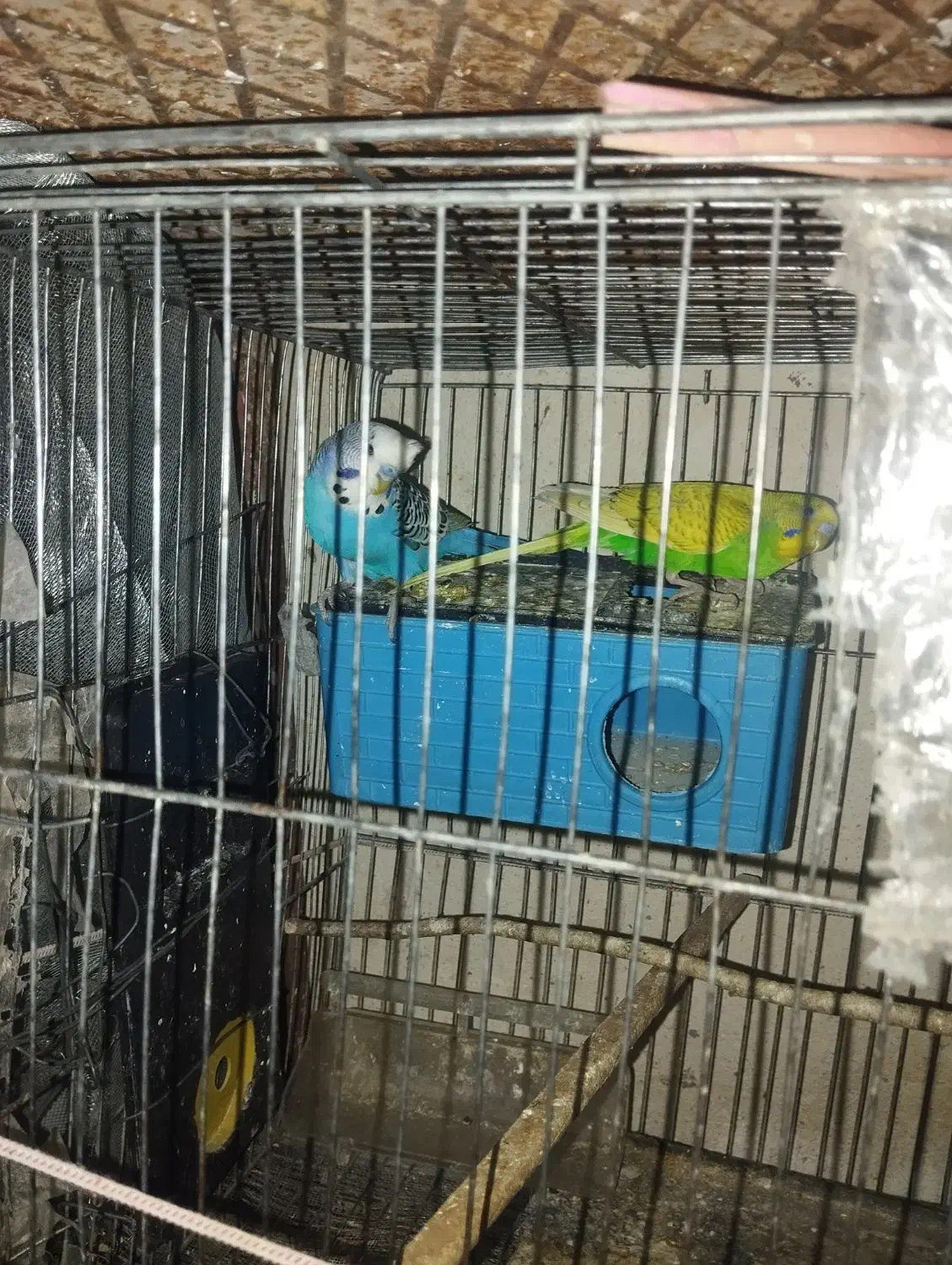 مرغ عشق|پرنده|الوند, |دیوار