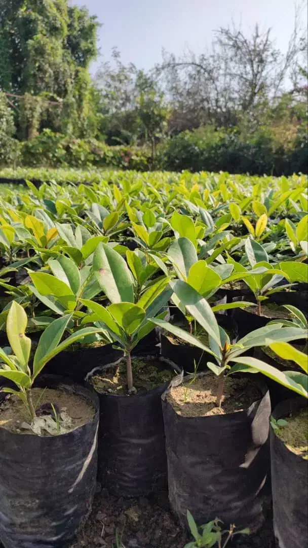 مگنولیا همیشه سبز نایلکسی۱۵ در۲۰|خدمات باغبانی و درختکاری|چابکسر, |دیوار