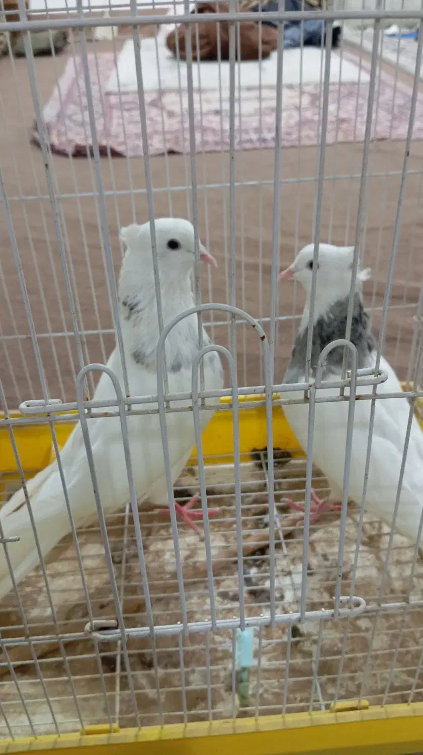 طوقی|پرنده|بندر گناوه, |دیوار