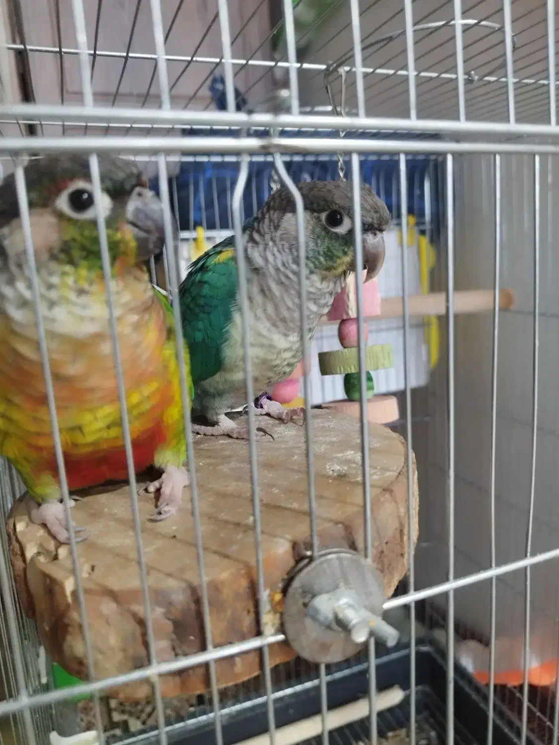 یک جفت گرینچیک نروماده به همراه قفس|پرنده|هشتگرد, شهرک ولیعصر (مهستان)|دیوار