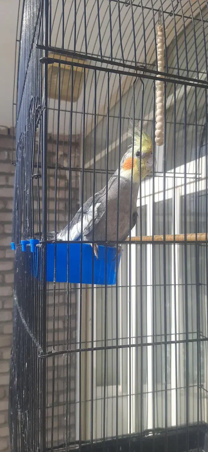 عروس هلندی|پرنده|مراغه, |دیوار