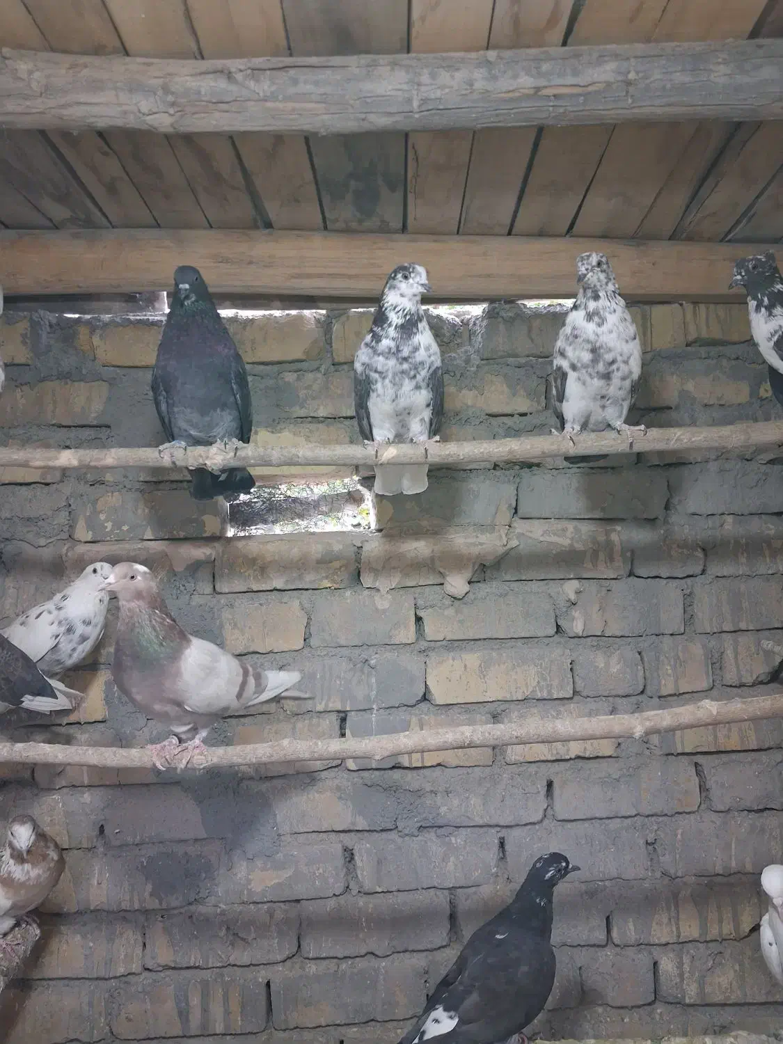 کبوتر .|پرنده|تهران, خاوران|دیوار