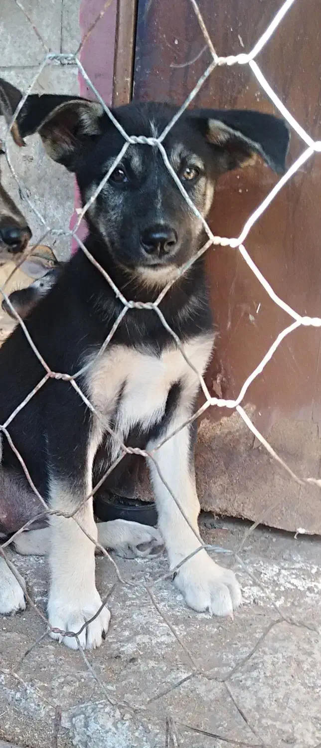 توله سگ رایگان برا واگذاری|سگ|رودسر, |دیوار