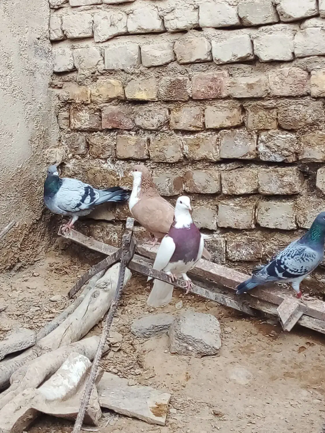 پرنده|پرنده|صابری, |دیوار